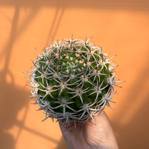 Gymnocalycium