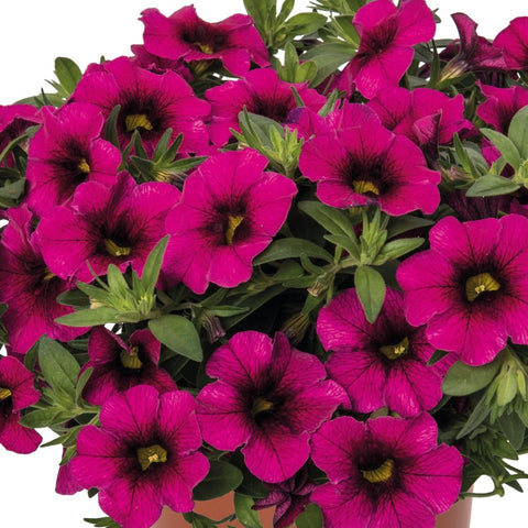 Calibrachoa Aloha Kona Neon Fucshia (Rose Bicolor)
