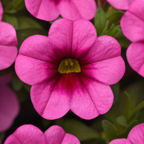 Calibrachoa Conga Pink Kiss (Rose)