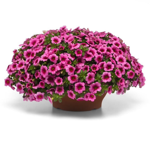 Calibrachoa Conga Pink Kiss (Pink)