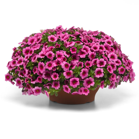 Calibrachoa Conga Pink Star (Pink-Yellow)