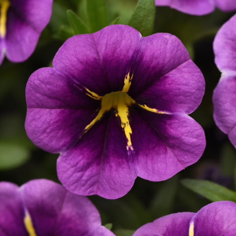 Calibrachoa Conga Purple Star (Mauve et jaune)