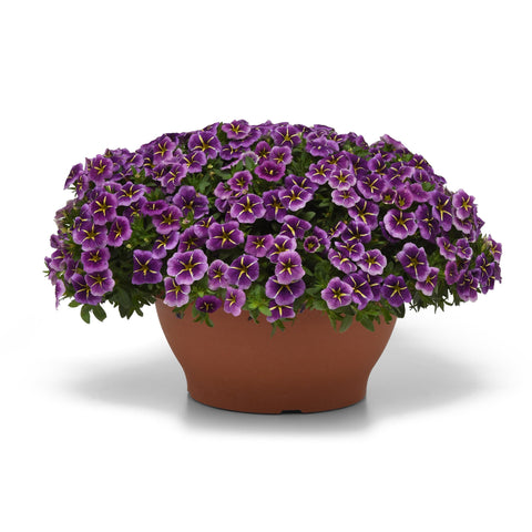 Calibrachoa Conga Purple Star (Purple and yellow)