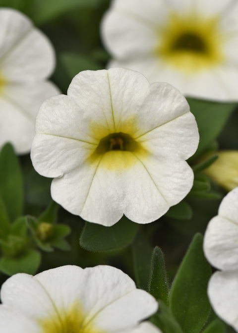 Calibrachoa Conga White (Blanc)