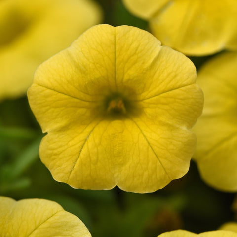 Calibrachoa Conga Yellow (Jaune)