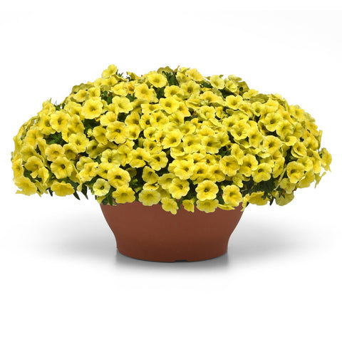 Calibrachoa Conga Yellow
