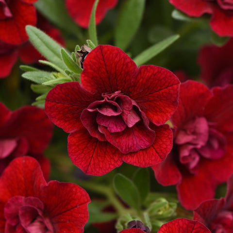 Calibrachoa MiniFamous Neo Double Red