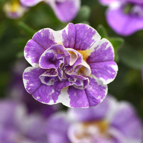 Calibrachoa MiniFamous Uno Funtopia Blue (Double blue-white)