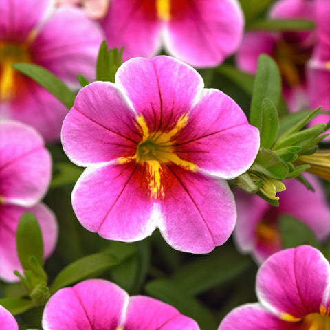 Calibrachoa 'MiniFamous Uno Pink Starfruit' (Rose-jaune)