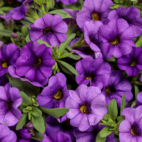 Calibrachoa Superbells Blue