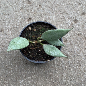 Hoya lacunosa 'Mint