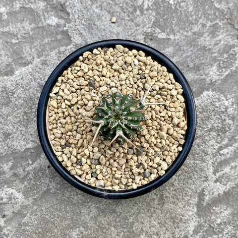 Euphorbia phillipsioides with decorative pot