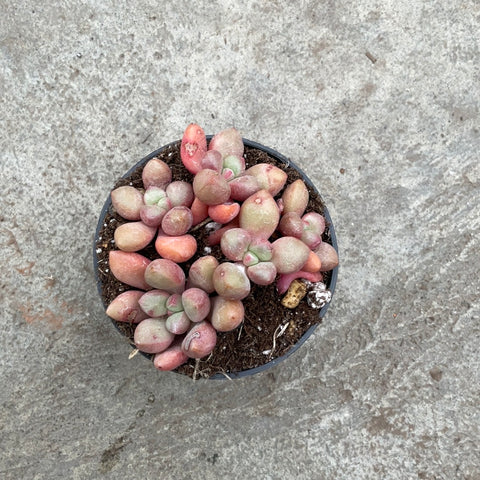 Graptopetalum 'Hura uara'