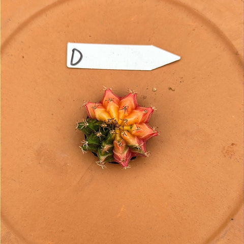 Gymnocalycium mihanovichii f. variegata (Small) 