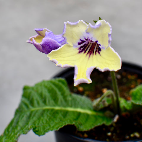 Streptocarpus 'Ladyslippers Yellow Blue Eye'