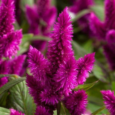 Celosia Intenz Dark Purple