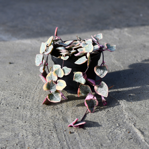 Ceropegia woodii f. 'Variegata'