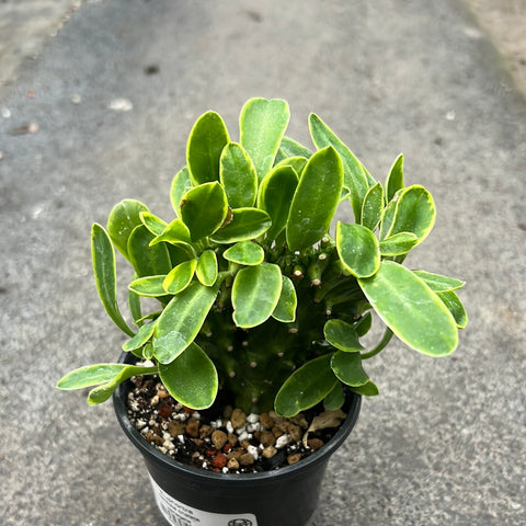 Euphorbia nerifolia f. variegata f. cristata 