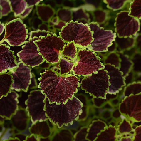 Coleus Burgundy Wedding Train (Small purple leaves, green edge)