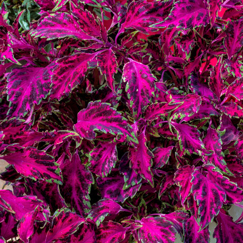 Coleus Partytime Pink Fizz (Veined Pink)