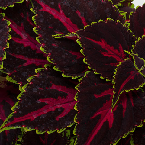 Coleus Talavera Tricolor Pink (Purple and pink with green borders)