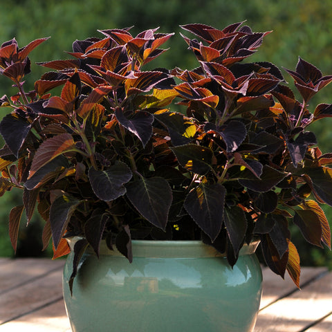 Coleus Volcanica Wine (Purple)