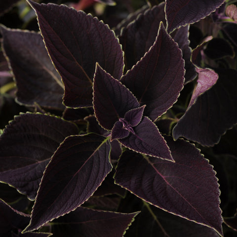 Coleus Volcanica Wine (Purple)