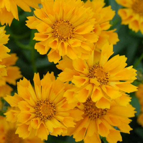 Coreopsis Jethro Tull (Jaune)