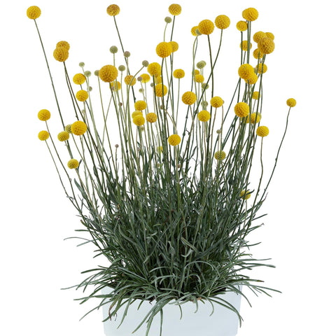 Craspedia Golf Beauty (Yellow)