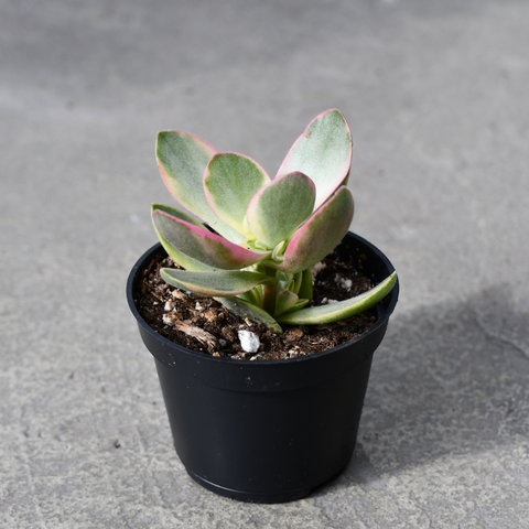 Crassula swaziensis f. variegata