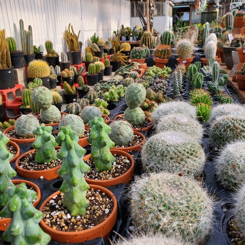 Collection cactus