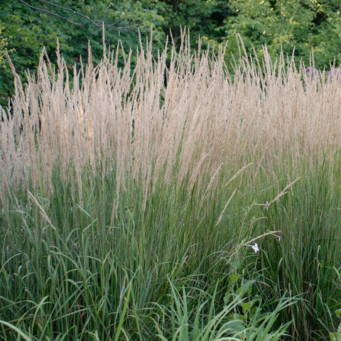 Calamagrostis 'Karl Foerster' (Épi doré)