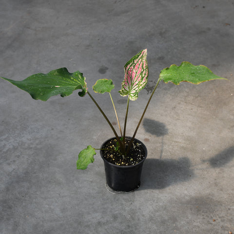 Caladium 'Thai Beauty'