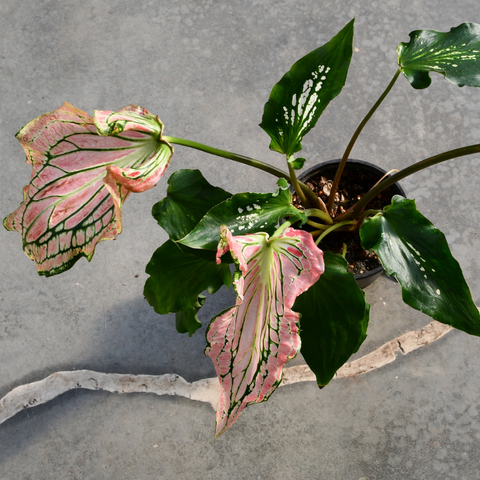 Caladium 'Thai Beauty'