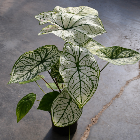 Caladium 'White Christmas'