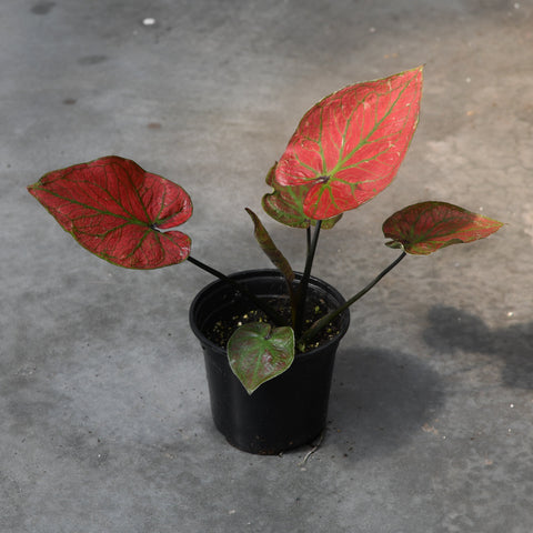 Caladium bicolor 'Searing Heart of Golden Veins'