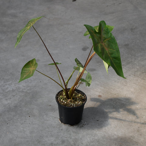 Caladium 'Red Wine Cherry'