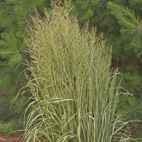 Calamagrostis 'Avalanche' (Strié blanc)