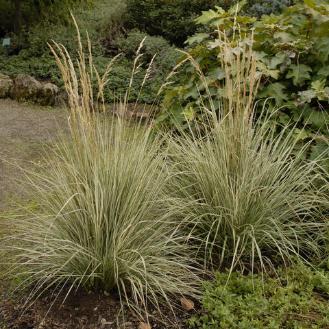 Calamagrostis 'Overdam' (Panaché blanc)