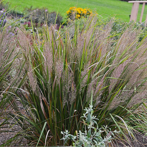 Calamagrostis brachytricha (Reflets rosés)