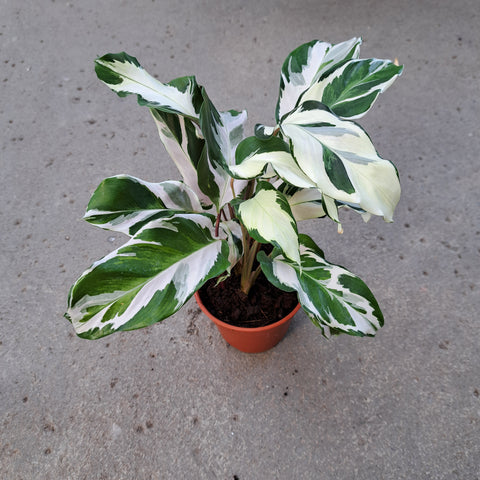 Calathea 'Stella'