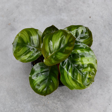 Calathea fasciata