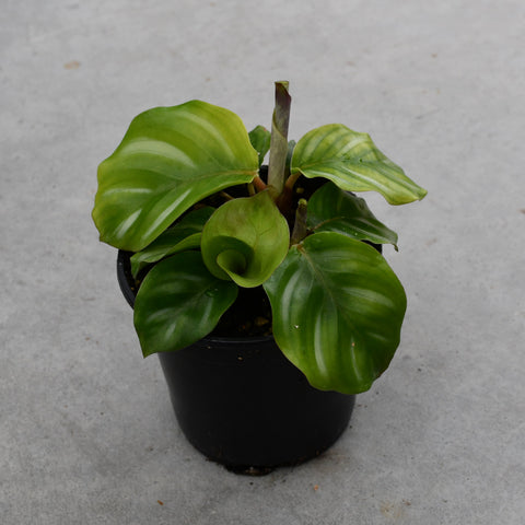 Calathea fasciata 'Besar'