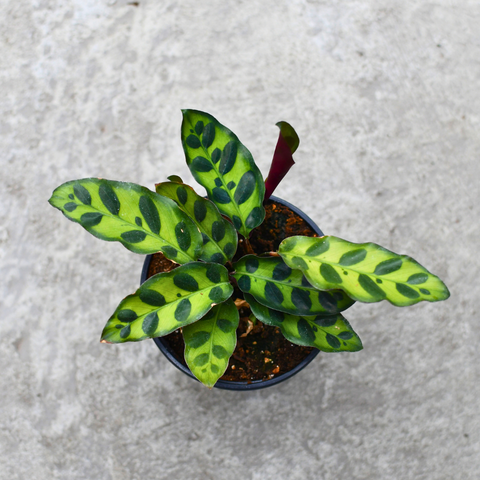 Calathea lancifolia
