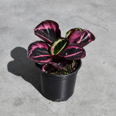 Calathea roseopicta 'Dottie'