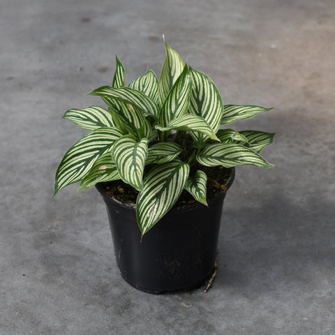 Calathea vittata