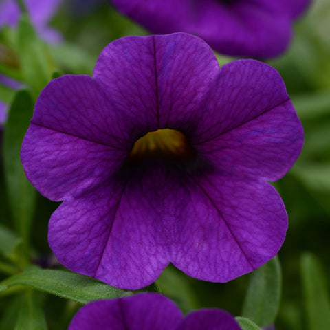 Calibrachoa Conga Dark Blue (Bleu)