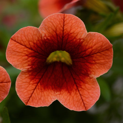 Calibrachoa Conga Orange Kiss (Orange)