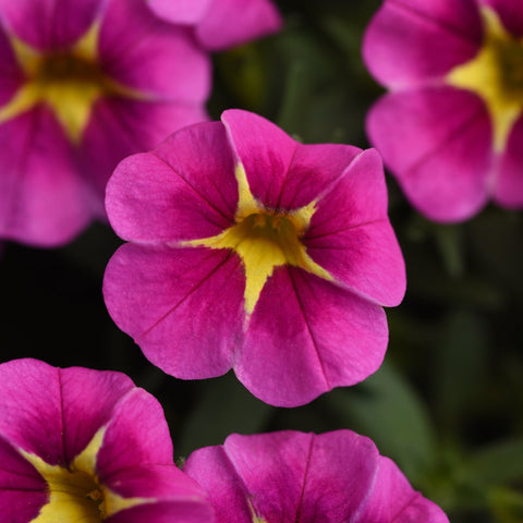 Calibrachoa Conga Pink Star (Rose-jaune)