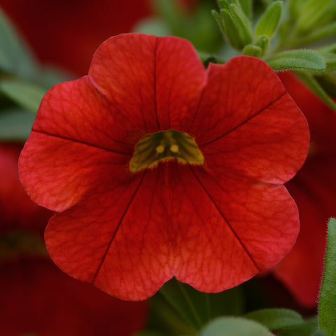 Calibrachoa Conga Red (Rouge)